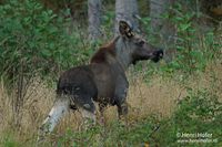 Eland - Elk - Alces alces