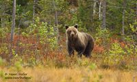 Europese bruine beer - European Brown Bear - Ursus arctos arctos