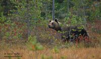 Europese bruine beer - European Brown Bear - Ursus arctos arctos