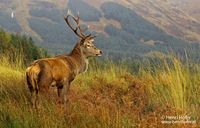 Schotse Edelhert - Scottish Deer - Cervus elaphus scoticus