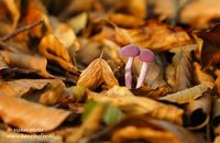 Rodekoolzwam - Amethyst Laccaria - Laccaria amethystina