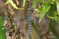 Paardenbijter - Migrant Hawker - Aeshna mixta