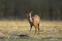 Ree - Roe Deer - Capreolus capreolus