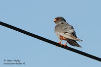 Roodpootvalk - Red-footed Falcon - Falco vespertinus