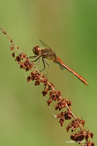 Steenrode heidelibel - Vagrant Darter - Sympetrum vulgatum