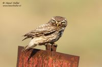 Steenuil - Little Owl - Athene noctua