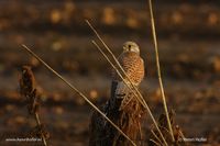 Torenvalk - Common Kestrel - Falco tinnunculus