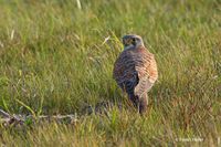 Torenvalk - Common Kestrel - Falco tinnunculus