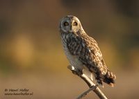 Velduil - Short-eared Owl - Asio flammeus