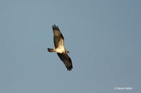 Visarend - Osprey - Pandion haliaetus