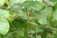 Zuidelijke glazenmaker - Southern Migrant Hawker - Aeshna affinis