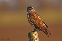 Buizerd - Common Buzzard - Buteo buteo