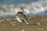 Drieteenstrandloper - Sanderling - Calidris alba