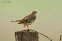 Graspieper - Meadow Pipit - Anthus pratensis