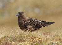 Grote Jager - Great Skua - Stercorarius skua