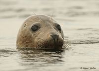 Gewone zeehond - Common Seal - Phoca vitulina