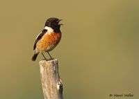 Roodborsttapuit - Common Stonechat - Saxicola torquata