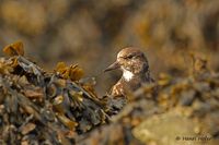 Steenloper - Turnstone - Arenaria interpres