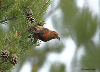 Kruisbek - Common Crossbill - Loxia curvirostra