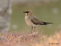 Vorkstaartplevier - Collared Pratincole - Glareola pratincola