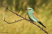 Scharrelaar - European Roller - Coracias garrulus