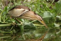 Woudaap - Little Bittern - Ixobrychus minutus