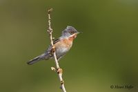 Baardgrasmus - Subalpine Warbler - Sylvia cantillans