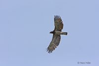 Slangenarend - Short-toed Eagle - Circaetus gallicus