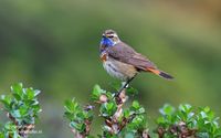 Roodsterblauwborst - Bluethroat - Luscinia svecica svecica