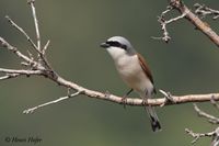 Grauwe klauwier - Red-backed Shrike - Lanius collurio