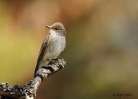 Grauwe vliegenvanger - Spotted Flycatcher - Muscicapa striata