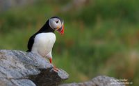 Papegaaiduiker - Puffin - Fratercula arctica