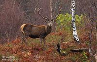 Schotse Edelhert - Scottish Deer - Cervus elaphus scoticus