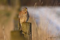 Torenvalk - Common Kestrel - Falco tinnunculus